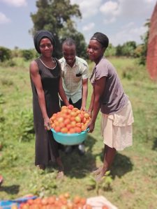 Bakusekamajja Farmers Group Harvesting